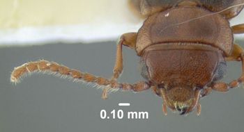 Media type: image;   Entomology 612915 Aspect: head frontal view